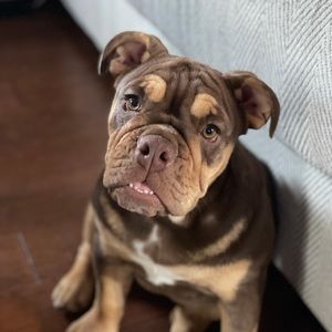 Meet your Posher, Patty